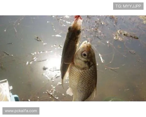 彩鲸捕鱼官网优惠活动不断，丰富奖励让你每天都能享受捕鱼乐趣